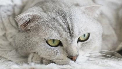 海宁2026年最新北京商务伴游经纪招聘渠道分享(最方便真实的海宁北京爱特博旅运服务有限责任公司招聘方法)