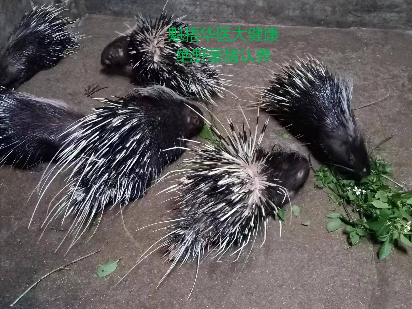 最新豪猪回收商家方法分析(最方便真实的海宁豪猪卖去什么地方方法)